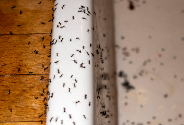 Best Pest Control for Restaurants  in Interlachen, FL