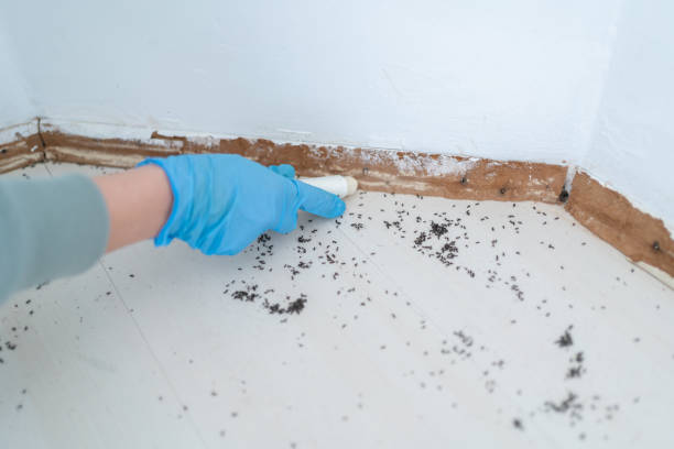 Best Termite Control Services  in Interlachen, FL